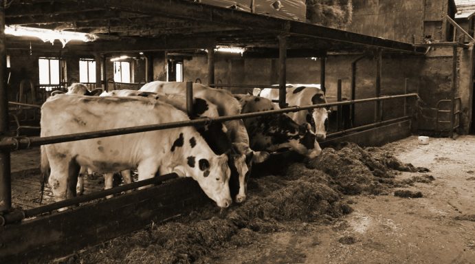 Op de boerderij