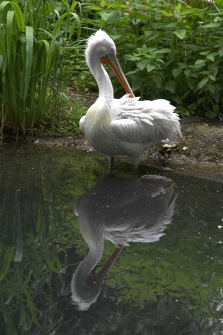 Spiegelbeeld